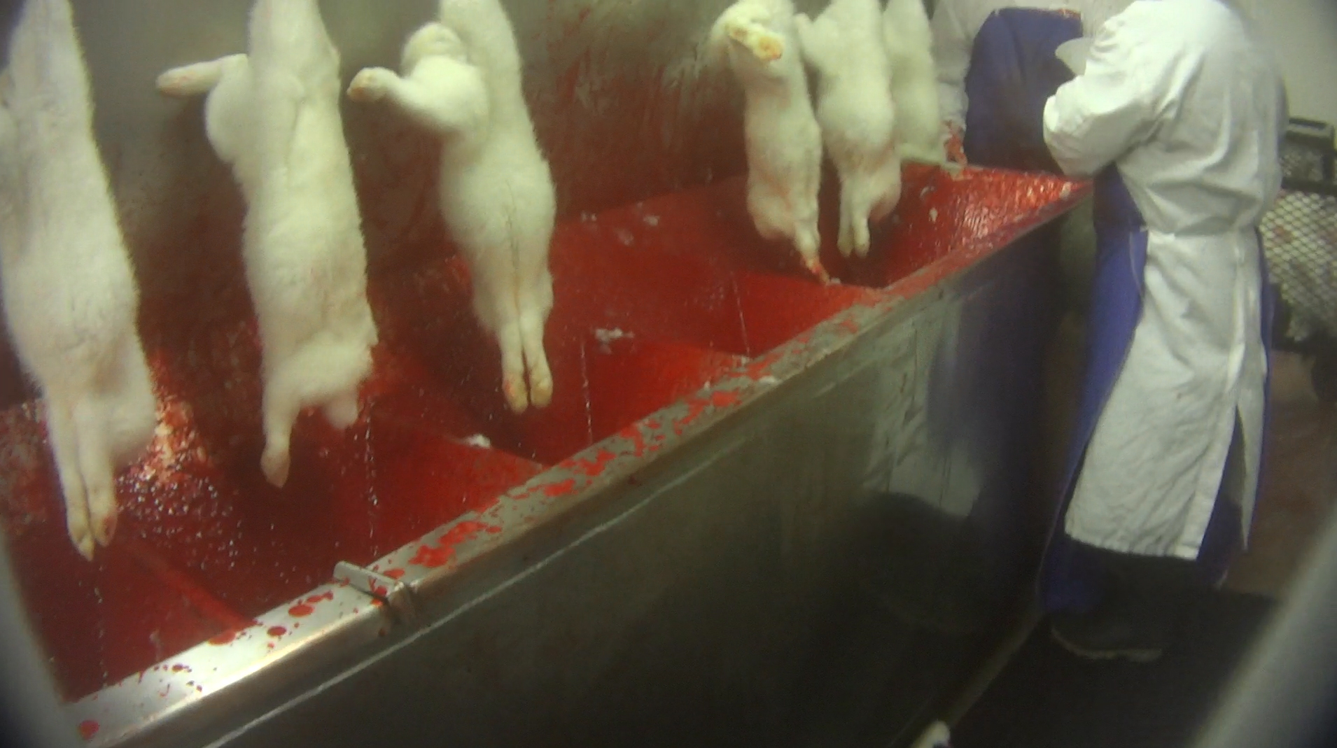 Last Chance for Animals Reveals